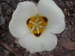 Mariposa lily
