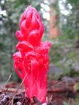 Snow plant