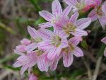 Western springbeauty