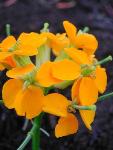 Western wallflower