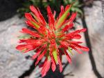 Paintbrush