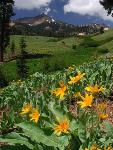 Mule ears