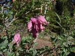 Bleeding heart