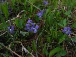 Blue violet