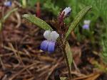 Blue-eyed Mary