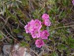 Bog kalmia