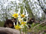 Fawn lily