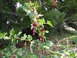 Fuschia-flowered gooseberry