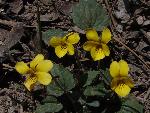 Goosefoot violet
