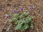 Lupine