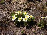 Marsh marigold