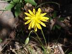 Mountain agoseris