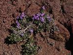 Prickly phlox
