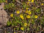 Primrose monkeyflower