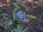 Stickseed