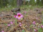 Torreys Monkeyflower