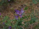 Vetch
