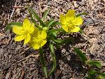 Water plantain buttercup