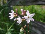 Woodland star