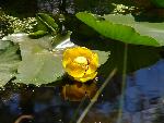 Yellow pond lily