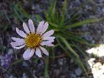 Alpine aster
