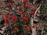 Applegate's indian paintbrush