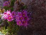 Brewer's mountain heather