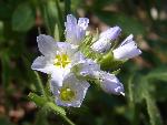 California Jacob's-ladder