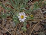 California aster