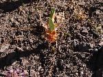 California dodder