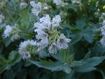 California waterleaf