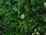 Carpet clover