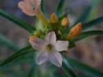 Collomia