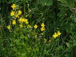 Common monkeyflower
