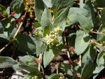 Davis knotweed