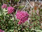 Dense-flowered spiraea