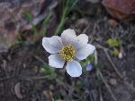 Drummond's anemone