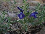Dwarf skullcap