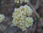 Hairy-flowered buckwheat