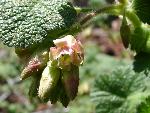 Hall's sticky currant