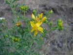 Klamathweed