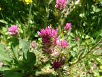 Lemmon's indian paintbrush