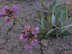 Lemmon's rockcress