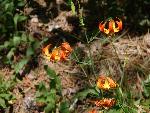 Leopard lily