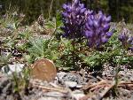 Lupine, Lobb's