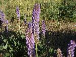 Lupine, meadow