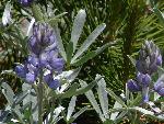 Lupine, silverleaf