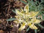 Lupine, narrow-flowered