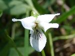 MacCloskey's violet