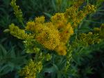 Meadow goldenrod
